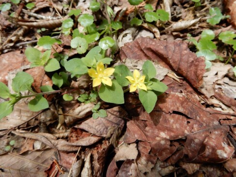 あちこちで見られるコナスビ。直径5mmくらいの小さなお花。