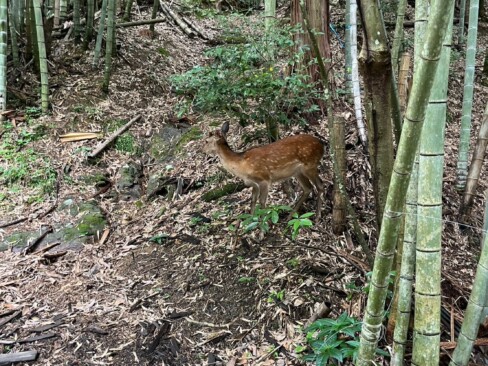 こんなところにも・・・鹿ちゃんに遭遇!!