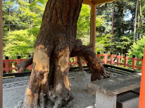 根上がりの松「ひざ松さん」。足腰の病に霊験あらたからしい。