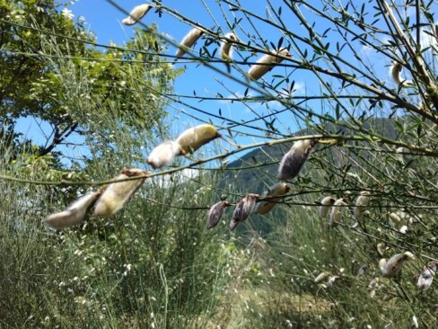 これは・・?何かの実かな????