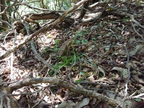 カエルをさがせ!!・・・です。