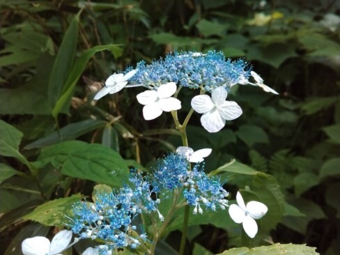 エゾアジサイでしょうか・・・?ヤマアジサイでもいいかな・・・?