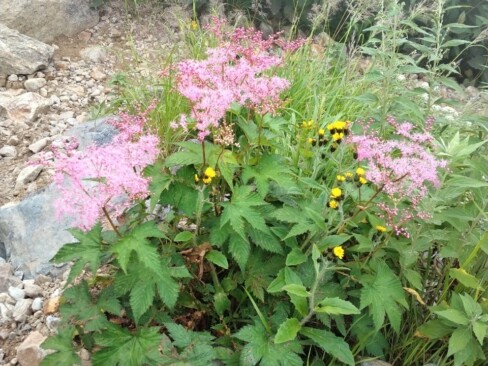 バラ科のシモツケソウ。