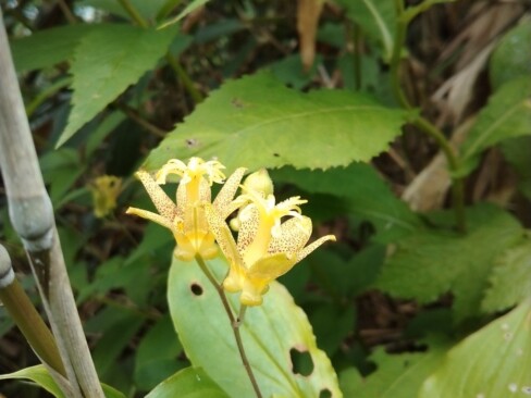 黄色いホトトギス・・・あなたは、タマガワホトトギス?
