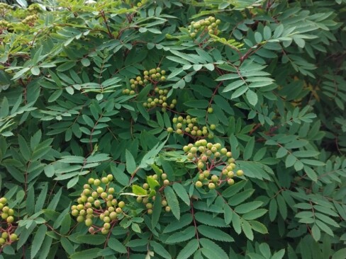 ナナカマドは、すでに実になってます。