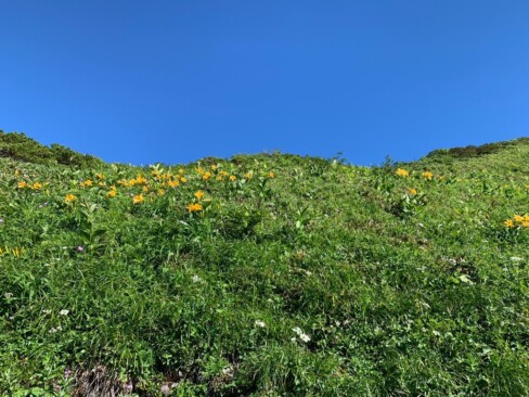 青空とお花達。