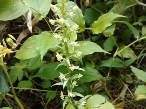 ( ,,`・ω・´)ンンン?あなたはだあれ?