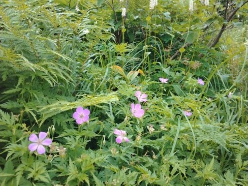 ハクサンフウロとイブキトラノオのコラボ。