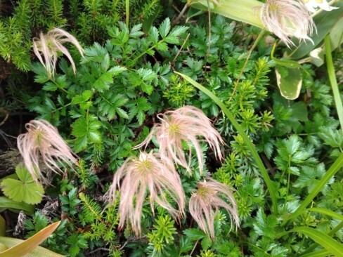 チングルマの綿毛。稚児車ですね。