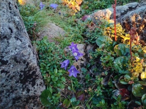 釣り鐘型がかわいいイワギキョウ。