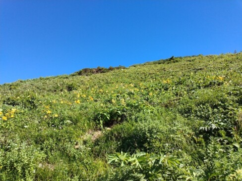 ニッコウキスゲのお花畑。元気をもらいます。