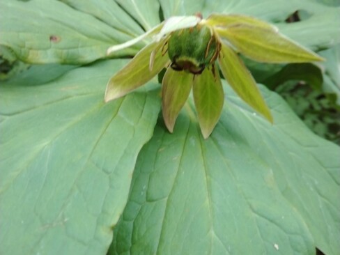輪生する葉が大きいキヌガサソウ。花はおしまい。
