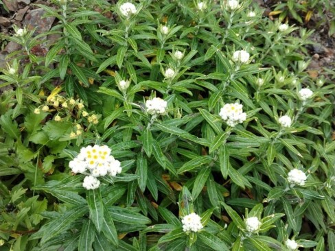 白い毛に守られているヤマハハコ。