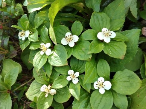白山最高峰の御前峰の名前が付いたお花。ゴゼンタチバナ。