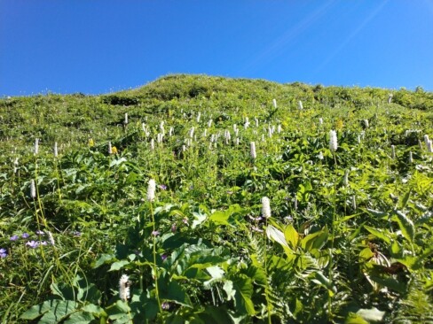 イブキトラノオが青空に向かって元気です。