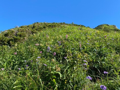 紫のお花は、タカネマツムシソウ。