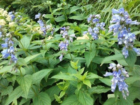シソ科の仲間、ミソガワソウ。