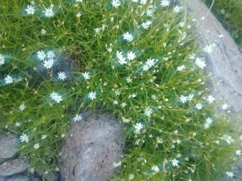 白い小さい花がかわいいイワツメクサ。かたまりになって咲いています。