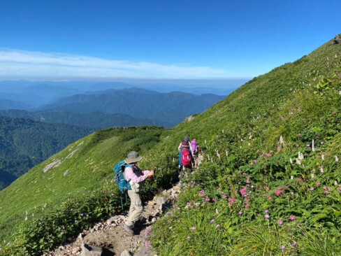 お花の種類の多さはやっぱり白山ですね。