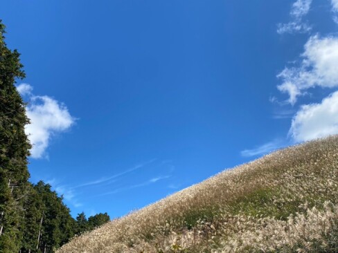 まあるいお山がかわいいです。