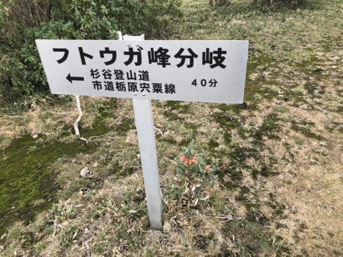 下山は杉谷登山道へ。ヤマビルの心配はなかったけれど、結構急。