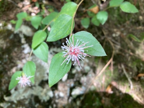 コウヤボウキ。高野山で茎を束ねて箒にしたとか。