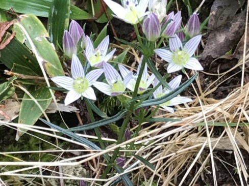 かわいいセンブリのお花が和ませてくれました。
