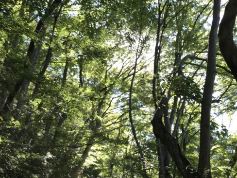 太陽を浴びて、緑がきれいです。気持ちいい登山道。