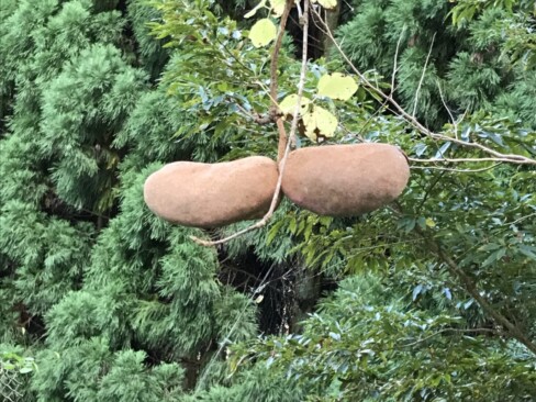 アケビの大きな実。この上にも3こほど下がっていました。