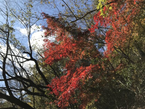 赤い!!すでに落葉している木が多かったので、やっと見つけた紅葉って感じ。