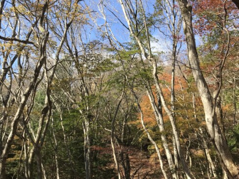 葉が落ちた木も、紅葉した木々も、青空に向かってすっと伸びています。