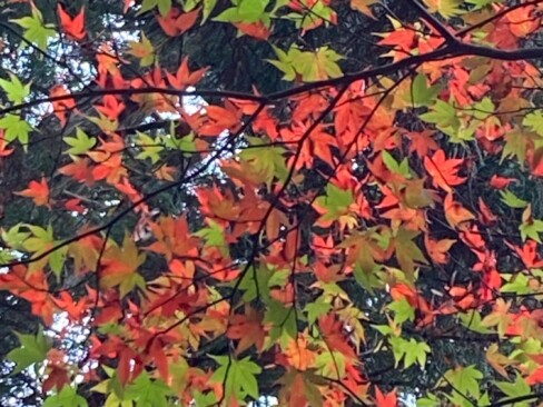 こちらは、赤(*^^*)