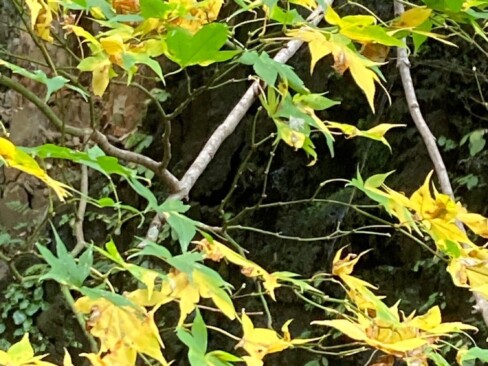 黄色に色づいていますね。