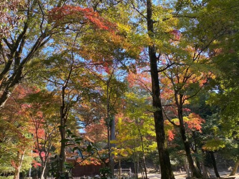 境内の木々は紅葉が始まっています。