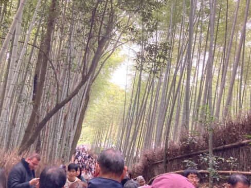 そして、嵯峨野の竹林。。それにしても、すごい人、人、人・・・。