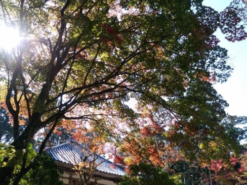 17日からもみじ祭りで、ライトアップもされるようです。きれいだろうなあ。