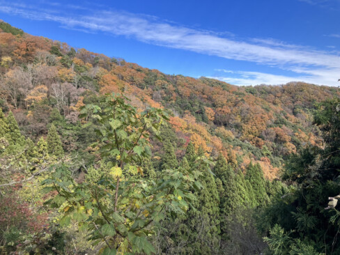 紅葉と青空のコントラストが美しい。