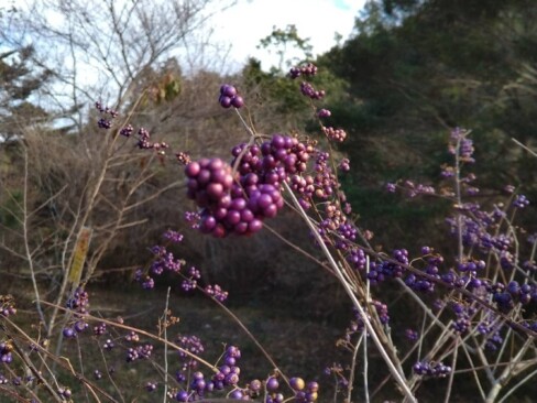 ムラサキシキブさんが、たくさん。