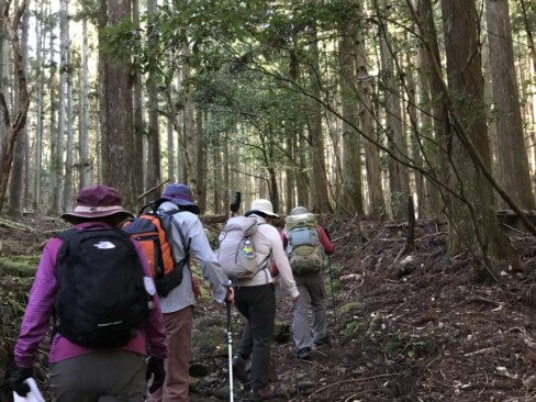 杉林を進みます。確かに、ヤマビルも住んでいそうですね。