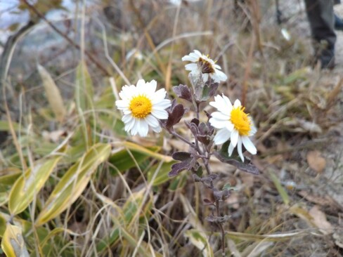 こちらは、ノジギクさん。葉っぱが寒そうだけど、頑張って咲いています。かわいい。