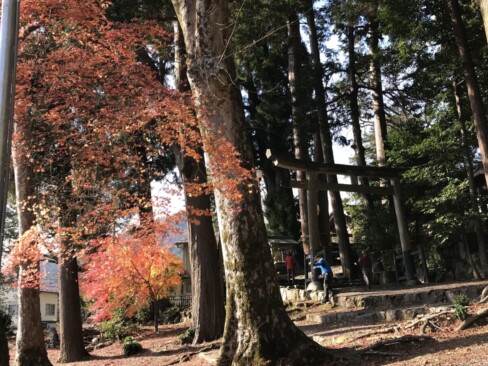 静原神社には、大きな木がたくさん。モミジもまだきれいでした。