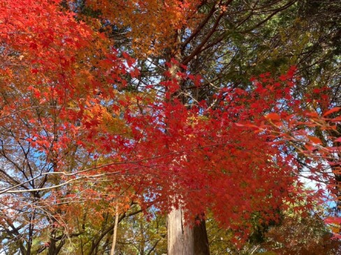 モミジが素敵!(^^)!
