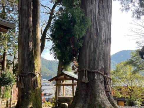 静原神社のご神木。(スギ)
