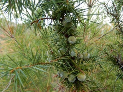 ネズミサシだとか…硬い針葉をネズミ除けに使っていたとか。