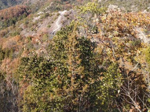 踏み跡の向こうに、これから登る笠松山が控えています。