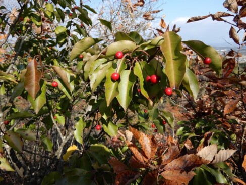 ソヨゴに赤い実がたくさんついています。