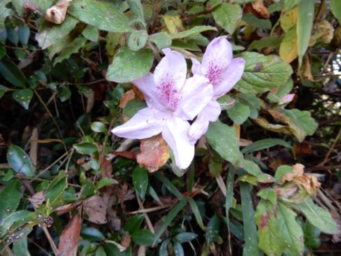 こんな季節にモチツツジ?