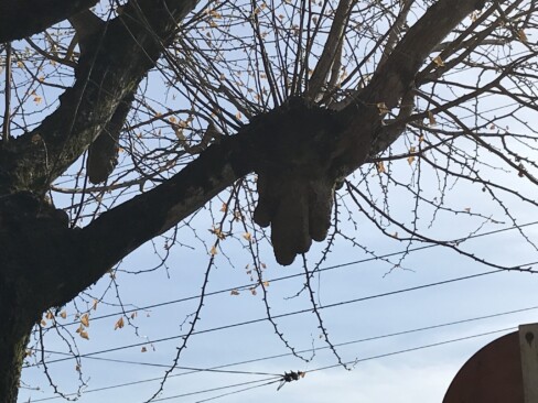 静原神社の大きなイチョウの木。「乳イチョウ」の正体は、気根?