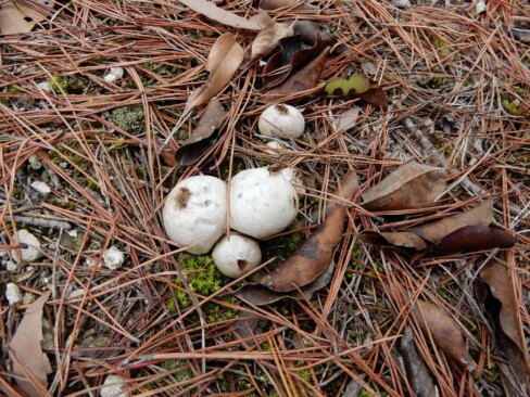 また何か落ちています・・・ホコリタケですね。