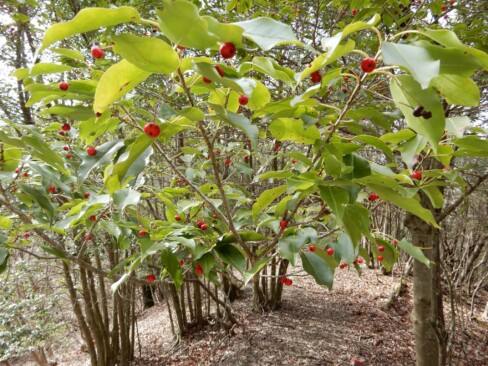 ソヨゴの赤い実ができていました。